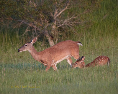 Doe and Fawn 01.jpg