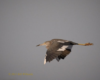 Little Blue Heron in Transition.jpg