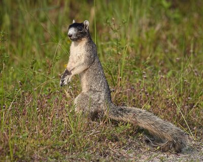 Florida Fox Squirrel 02.jpg
