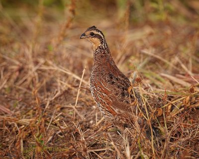 Northern Bobwhite 01.jpg