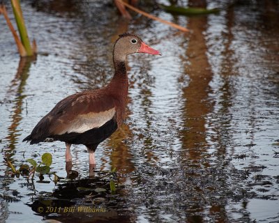 Black-bellied Whistling-Duck 02.jpg