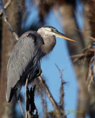 Great Blue Heron 01.jpg