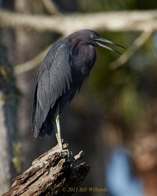 Herons