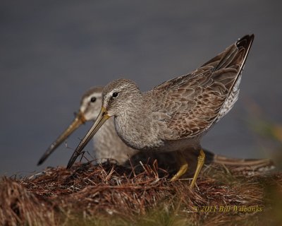 Short-billed Dowitcher.jpg
