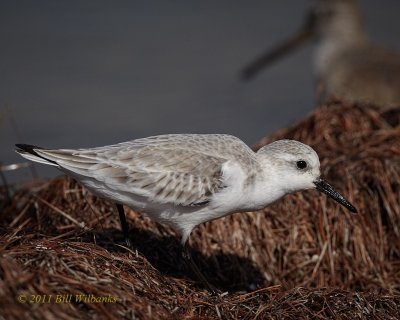 Sanderling.jpg