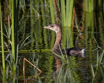 Pied-billed Grebe 01.jpg