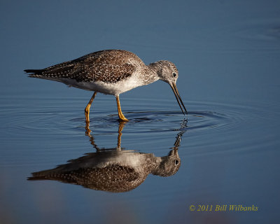 Lesser Yellowlegs 02.jpg