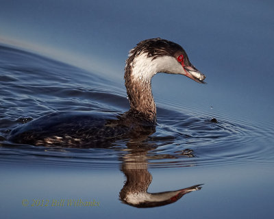 Horned grebe With Fish.jpg