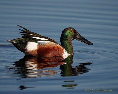 Northern Shoveler 03.jpg