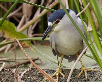 Black-crowned Night-Heron 02.jpg