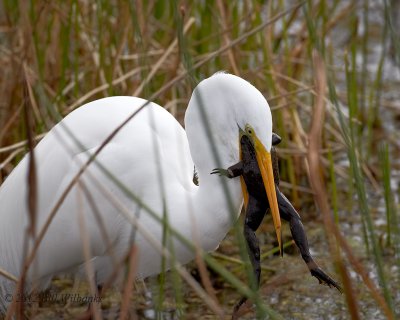 Egret with Frog.jpg