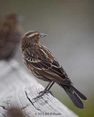 Female Red-winged Blackbird 01.jpg