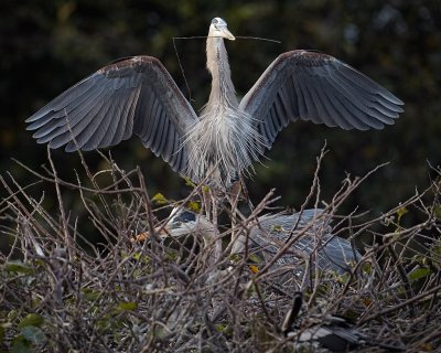 Great Blue Heron 02.jpg