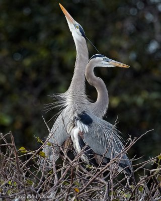 Great Blue Heron 03.jpg