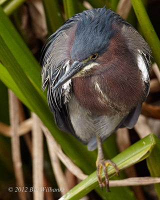 Green Heron.jpg