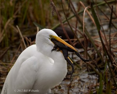 Egret-with-a-Frog-01