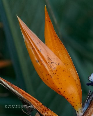 Bird of Paradise.jpg