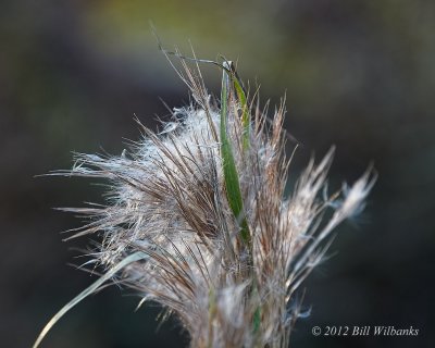 Grass.jpg
