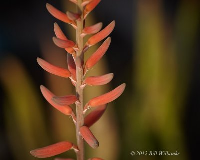 Aloe Plant Bloom 02.jpg