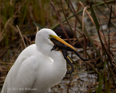 Egret with a Frog 01 A.jpg