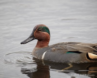 Male Green-winged Teal 02.jpg