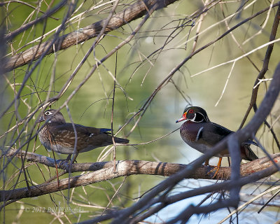 Wood Duck  and His Lady.jpg