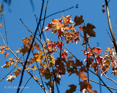 Florida Fall Colors.jpg