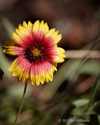 Flower 01.jpg
