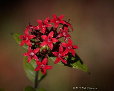 Flower 02.jpg