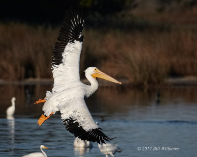 Pelicans