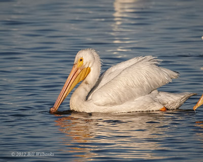 White Pelican  03.jpg