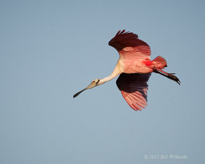 Roseate Spoonbill Flight.jpg