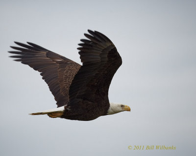 Eagle Flight.jpg