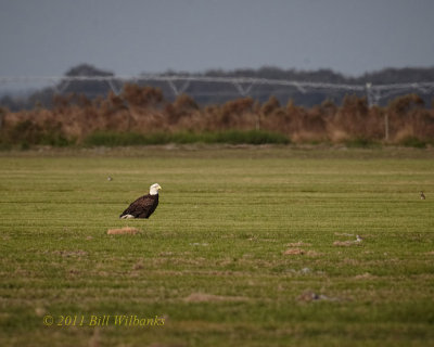 Eagle Standing Field.jpg