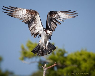 Osprey Landing.jpg