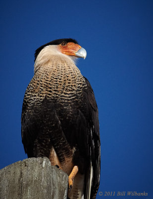 Crested Caracara 01.jpg