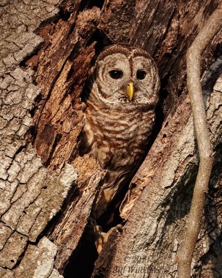 Owls