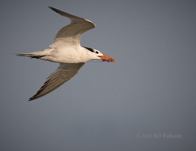 Tern with Breakfast.jpg