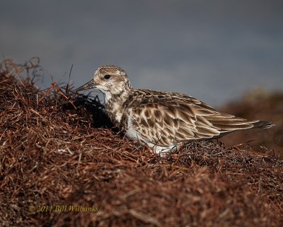 Sandpiper Like Birds