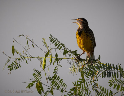 Eastern Meadowlark