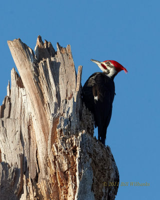 Woodpeckers