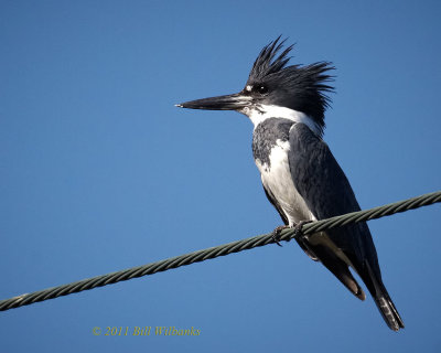 Belted Kingfishers