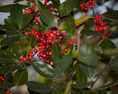Red Berries.jpg