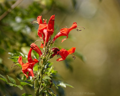 Red Flower.jpg