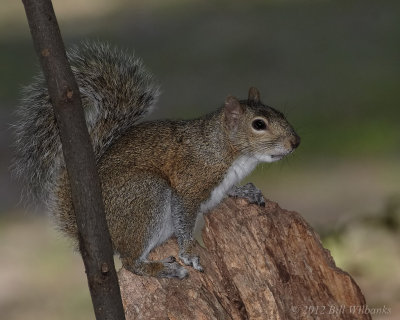 Squirrel 02.jpg
