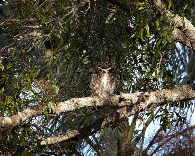 Adult with 300mm.jpg