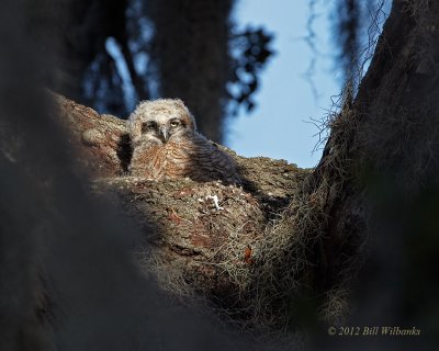A View Through the Branches.jpg