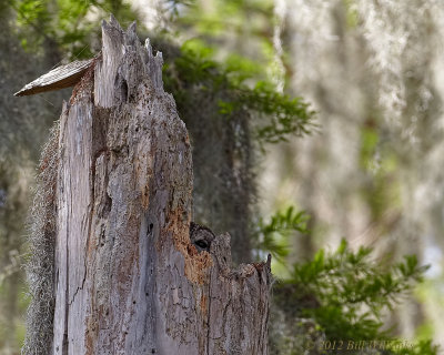Barred Owl on the Nest.jpg