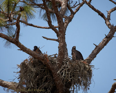 Young Eagles.jpg