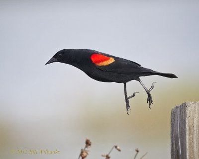 Red-winged Blackbird 03.jpg
